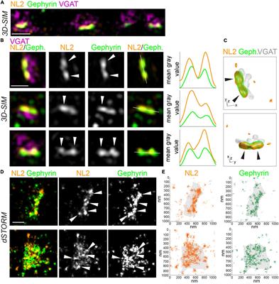 Complementary Use of Super-Resolution Imaging Modalities to Study the Nanoscale Architecture of Inhibitory Synapses